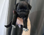 Собаки в Екатеринбурге: Мопс мальчик черный Мальчик, 50 000 руб. - фото 3