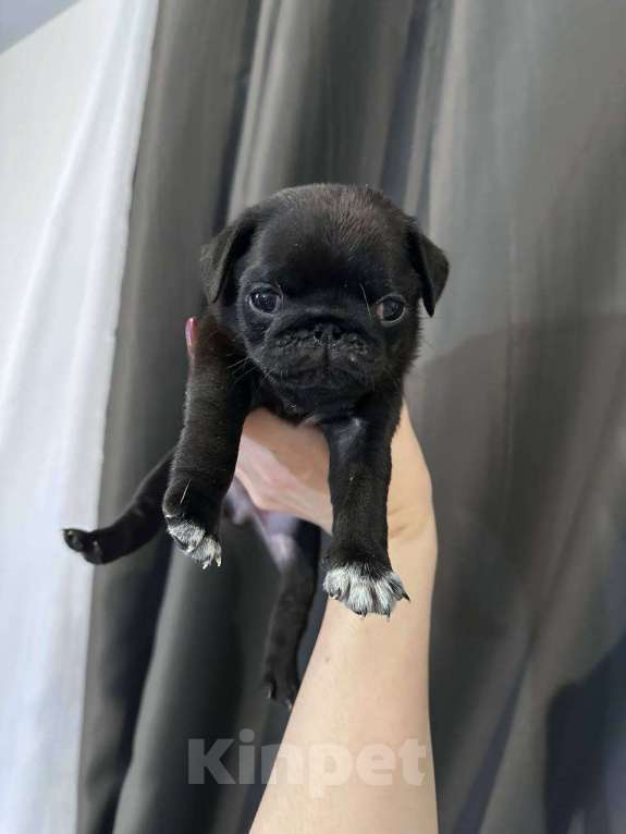 Собаки в Екатеринбурге: Мопс мальчик черный Мальчик, 50 000 руб. - фото 3