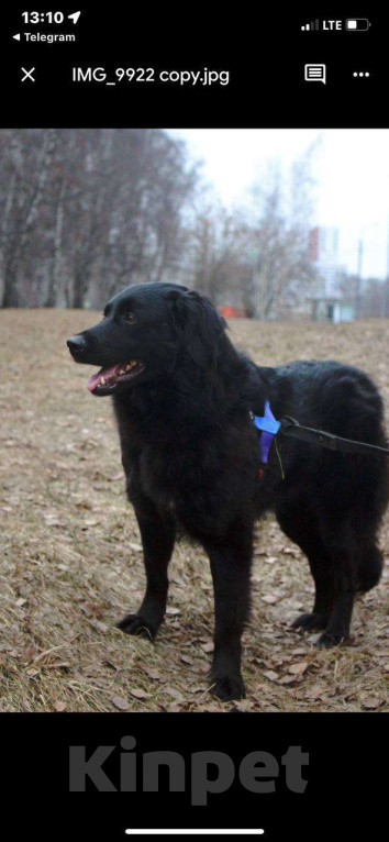 Собаки в Москве: Черные сестрицы, блеск и элегантность  Девочка, Бесплатно - фото 4