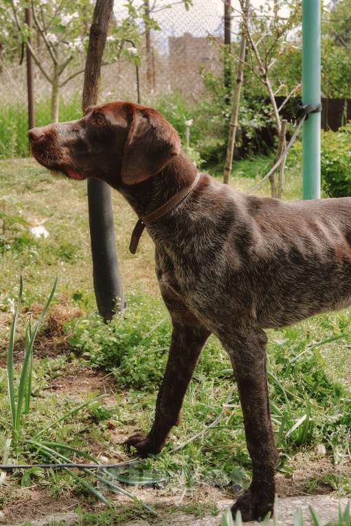 Собаки в Москве: Брошенный курцхаар ищет дом 🏡  Мальчик, Бесплатно - фото 4