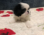 Собаки в Сочи: Пепе милый щенок мальчик  Мальчик, 25 000 руб. - фото 2
