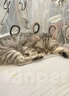 Кошки в Уфе: Отдам в добрые руки Девочка, 100 руб. - фото 3