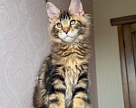 Кошки в Барнауле: Котенок мейн-куна золотой Браун Мальчик, Бесплатно - фото 2