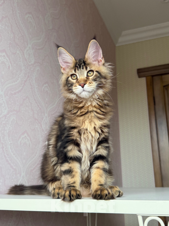 Кошки в Барнауле: Котенок мейн-куна золотой Браун Мальчик, Бесплатно - фото 2