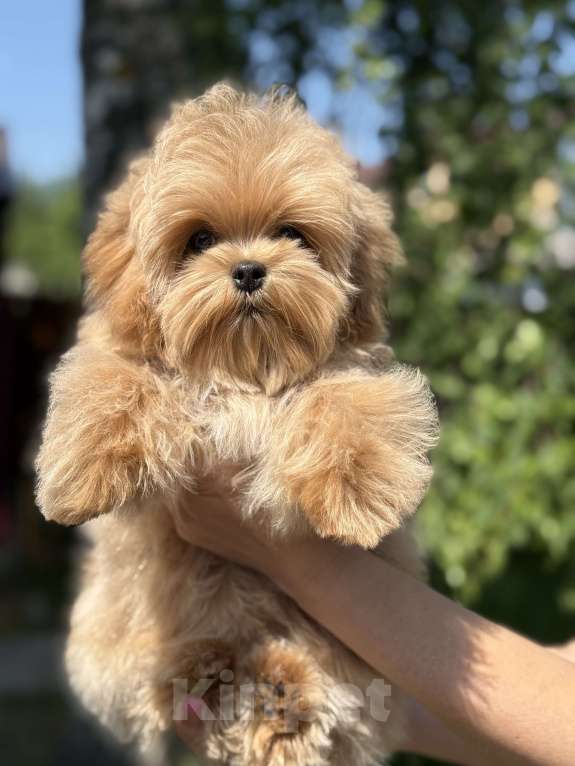 Собаки в Твери: Мальтипу Щенки  Мальчик, Бесплатно - фото 2