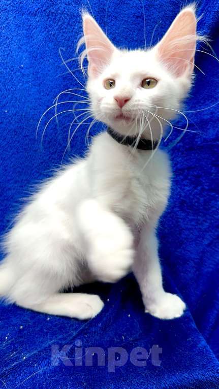 Кошки в Москве: Мейн-кун котенок Мальчик, 45 000 руб. - фото 1