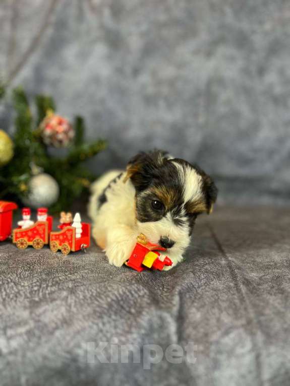 Собаки в Вологде: Щенок бивер терьера Нэо. Предлагается в качестве друга, компаньона, члена семьи.  Мальчик, 50 000 руб. - фото 5