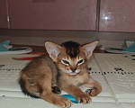 Кошки в Подольске: Абиссинская девочка  Девочка, 25 000 руб. - фото 1