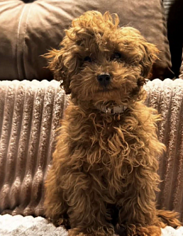 Щенок той-пуделя