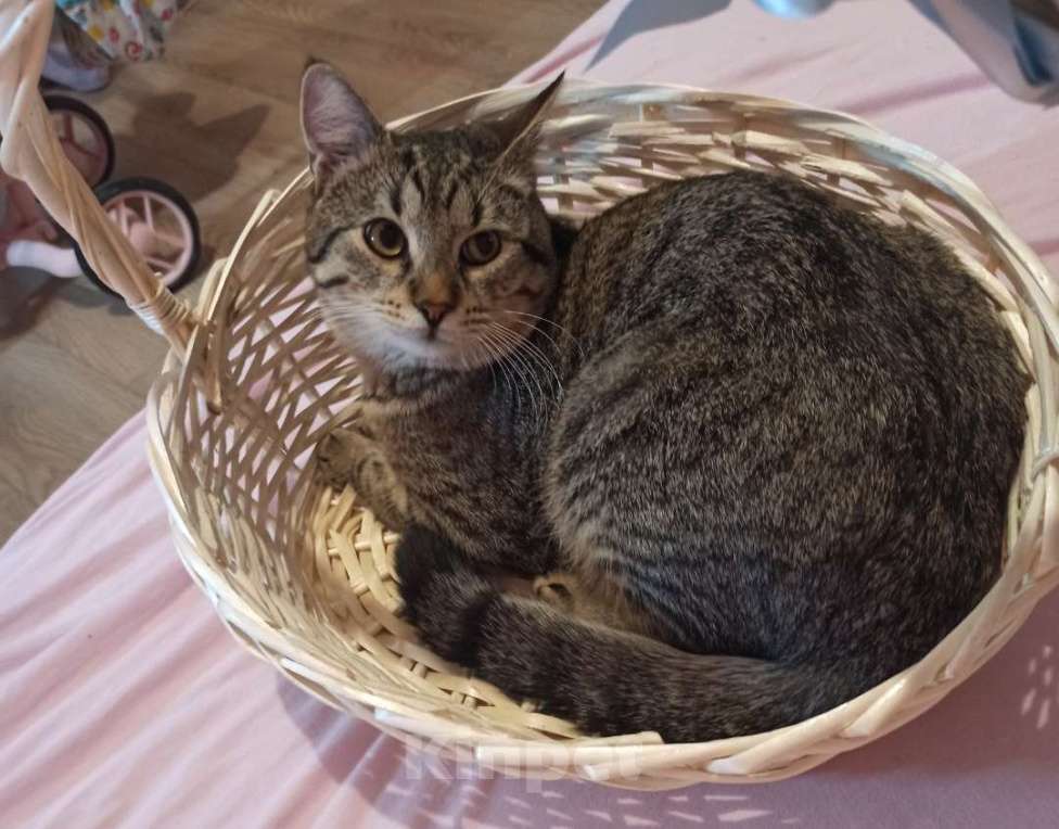 Кошки в Москве: Отдадим в добрые руки Мальчик, Бесплатно - фото 4