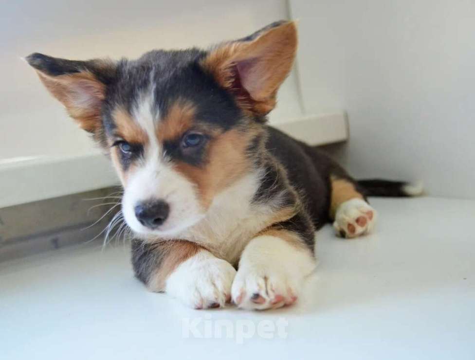 Собаки в Москве: Марлон Вельш-корги-кардиган  Мальчик, 50 000 руб. - фото 5