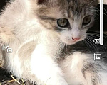 Кошки в Видном: Котёнок - девочка Девочка, 1 руб. - фото 2