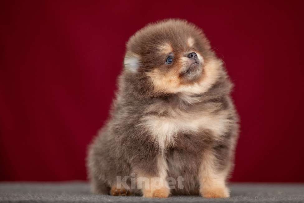 Собаки в других городах Московской области: Померанский шпиц Мальчик, 40 000 руб. - фото 2