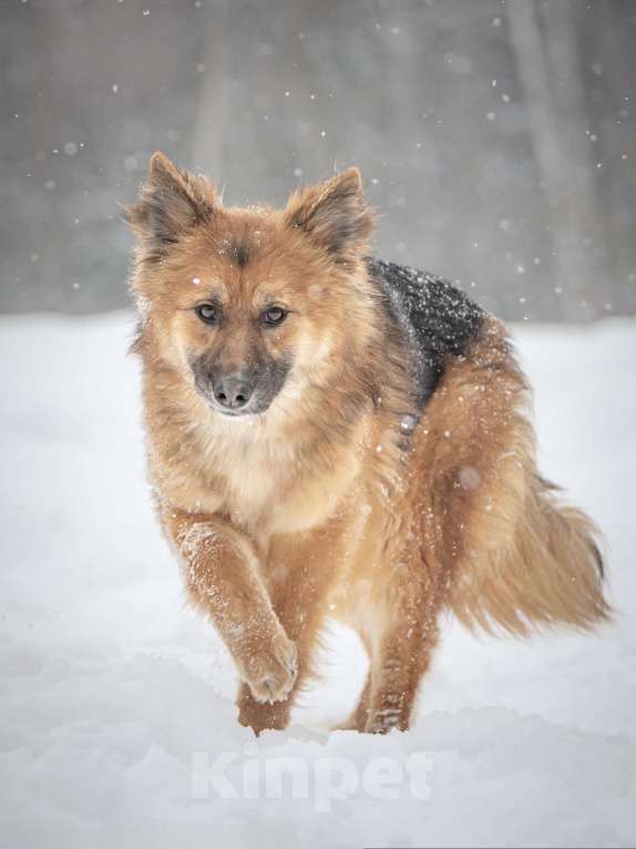 Собаки в Клине: Фисташка — роскошная красавица готова стать частью вашей семьи Девочка, Бесплатно - фото 2