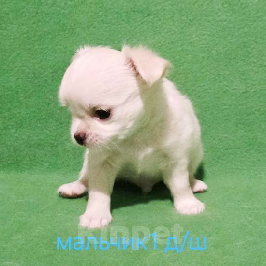 Собаки в Москве: Очаровательный щенок чихуахуа. Мальчик, 30 000 руб. - фото 3