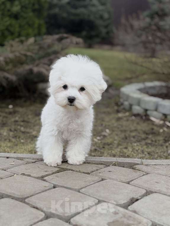 Собаки в Санкт-Петербурге: Бишон фризе Мальчик, 75 000 руб. - фото 1