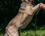 Собаки в Химках: Невероятный Зорро Мальчик, Бесплатно - фото 6