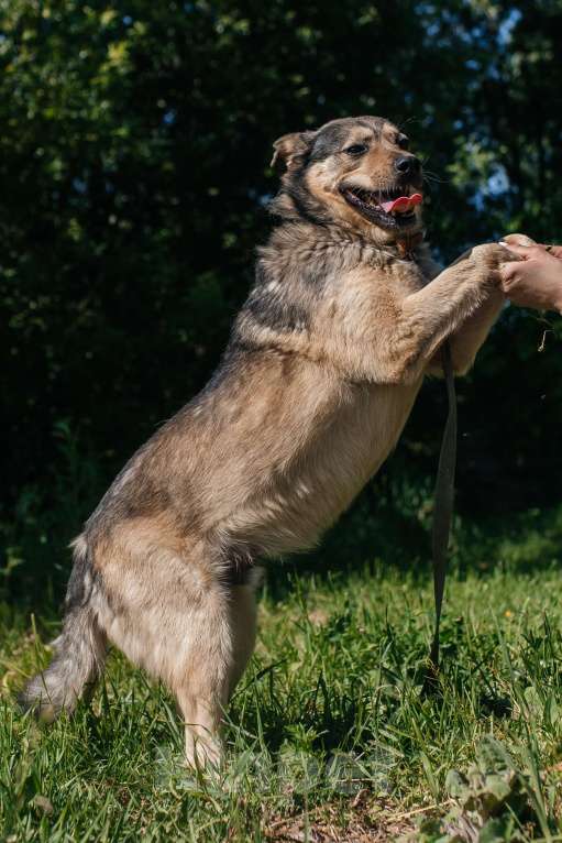 Собаки в Химках: Невероятный Зорро Мальчик, Бесплатно - фото 6