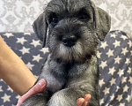 Собаки в Казани: Шнауцер щенки Девочка, Бесплатно - фото 2