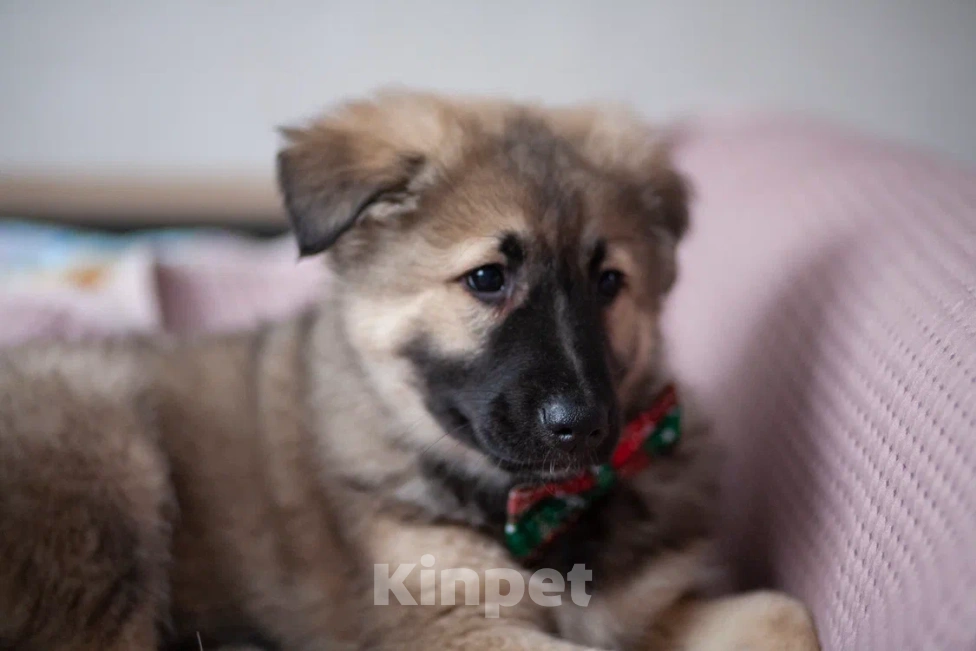 Собаки в Москве: Щенок в добрые руки Мальчик, Бесплатно - фото 1