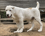 Собаки в Санкт-Петербурге: Щенки алабая  Мальчик, 45 000 руб. - фото 2