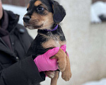 Собаки в Яхроме: Милые щенки в добрые руки Девочка, 5 руб. - фото 1