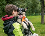 Собаки в Москве: Концентрат счастья в одной морде. Собака Мира  Девочка, Бесплатно - фото 2