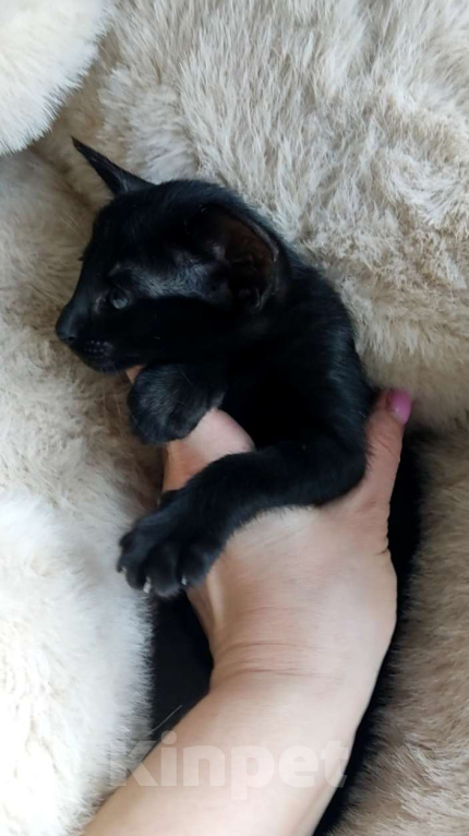 Кошки в Москве: Ориентальные котята, девочки Девочка, 65 000 руб. - фото 7