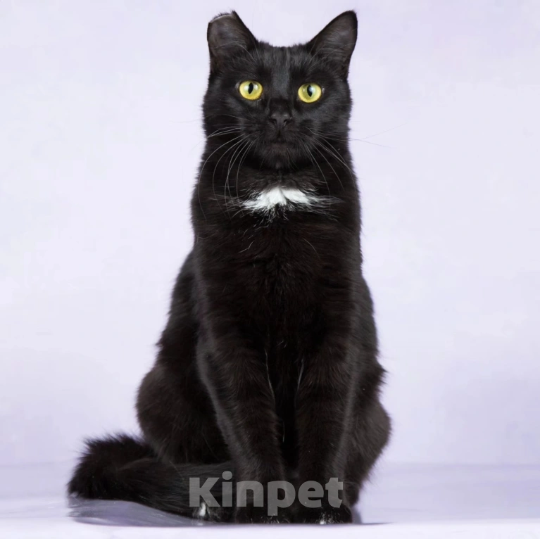 Кошки в Москве: Черной кошечке отрезали ушко Девочка, Бесплатно - фото 5