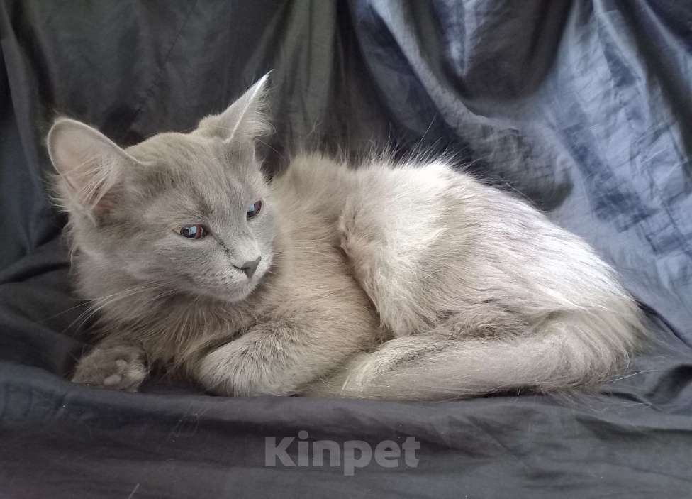 Кошки в Москве: 💛 СЛАВОЧКА  –  Активная  кошечка  ( родилась дома )  –  в  добрые  руки 💛 Девочка, 200 руб. - фото 4