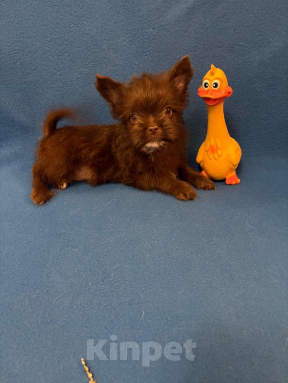 Собаки в Москве: Йоркширский  терьер    Мальчик Мальчик, 20 000 руб. - фото 2