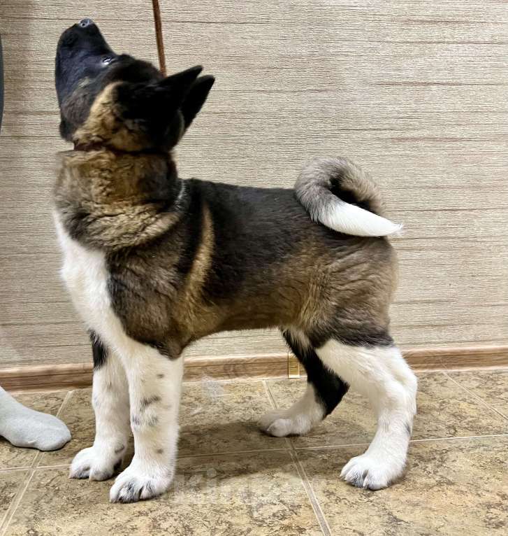 Собаки в Омске: Щенок Американской Акиты Мальчик, 50 000 руб. - фото 1