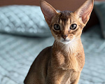 Кошки в Краснодаре: Абиссинский котенок дикого окраса Девочка, 75 000 руб. - фото 4
