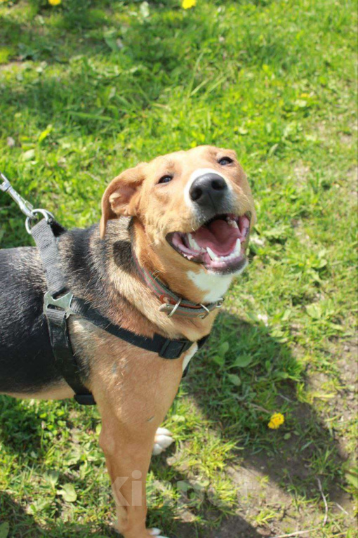 Собаки в других городах Московской области: Лика. Похожа на русскую гончую. В добрые руки Девочка, Бесплатно - фото 2