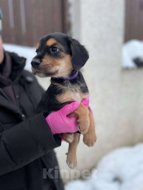Собаки в Яхроме: Милые щенки в добрые руки Девочка, 5 руб. - фото 1
