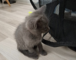 Кошки в Екатеринбурге: Мама кошка и её котята ищут будущих хозяев! Разнополые, Бесплатно - фото 8
