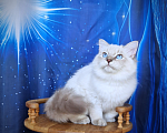 Кошки в Владивостоке: Невский маскарадный котенок Мальчик, Бесплатно - фото 4