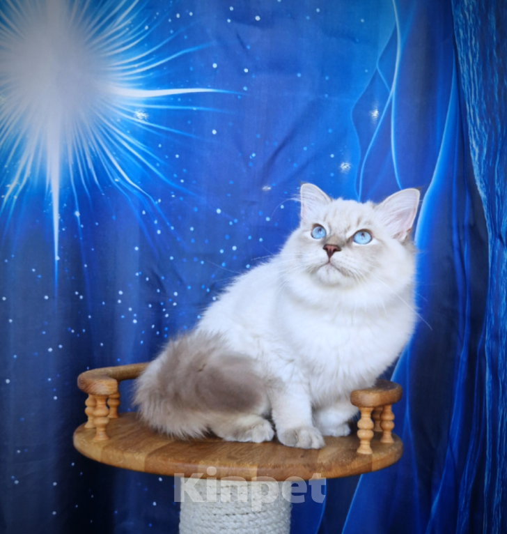 Кошки в Владивостоке: Невский маскарадный котенок Мальчик, Бесплатно - фото 4