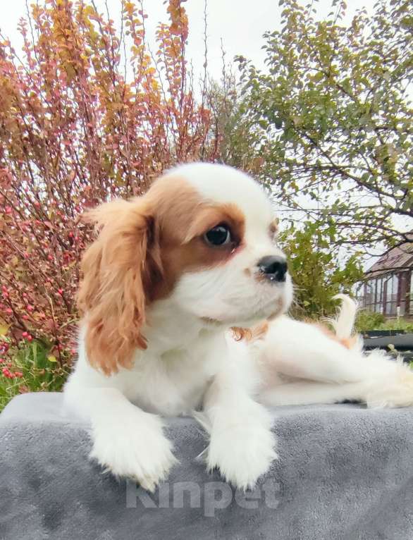 Собаки в Санкт-Петербурге: Красивая девушка Кавалер Кинг Чарльз спаниель  Девочка, 160 000 руб. - фото 2