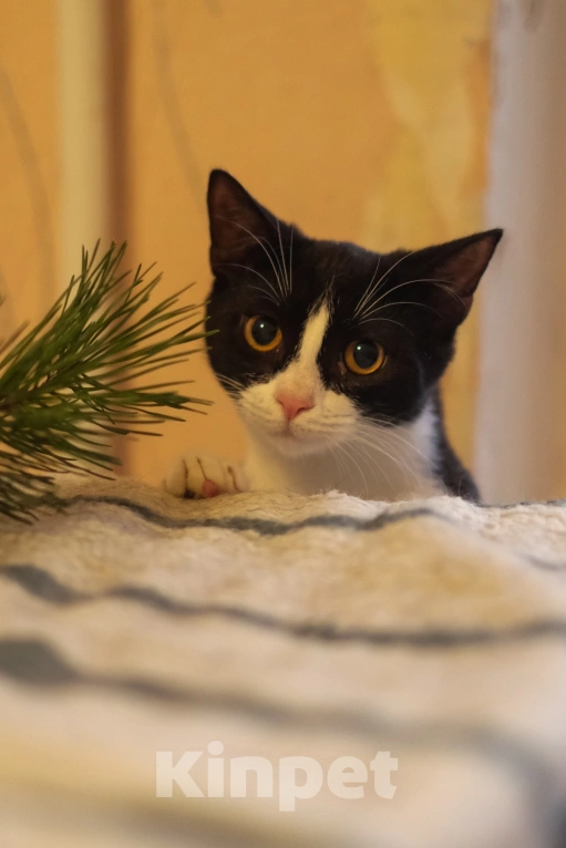 Кошки в Санкт-Петербурге: Котики из приюта: подросток Гек Мальчик, Бесплатно - фото 1