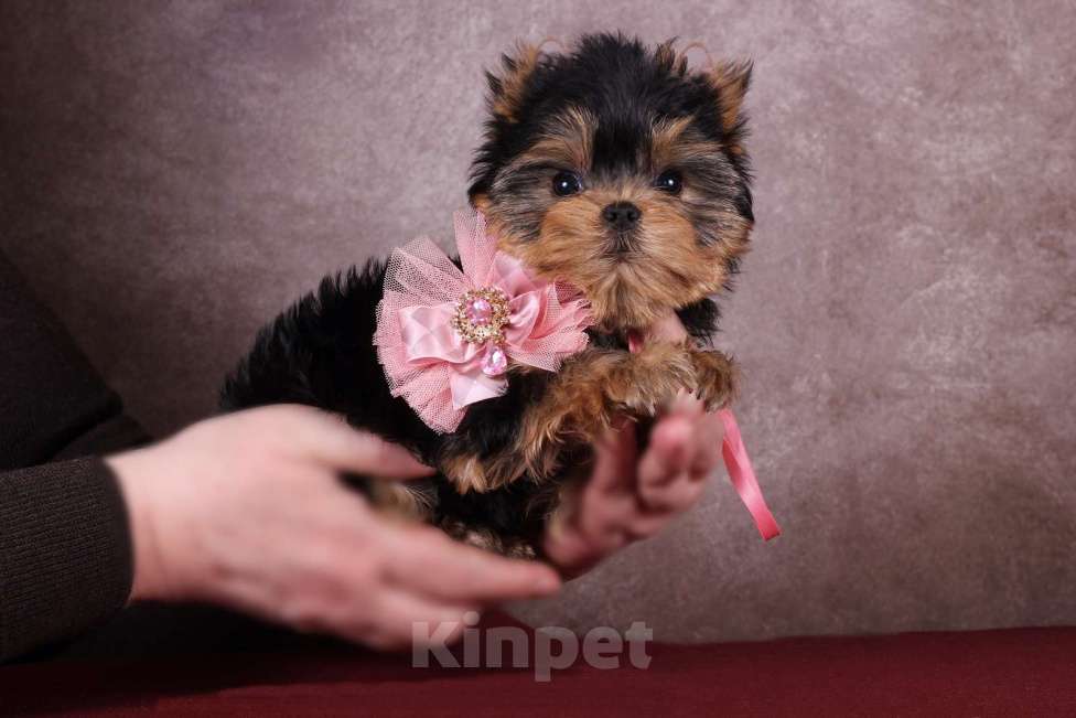 Собаки в Москве: Йоркширская курносая красотка РКФ Девочка, 80 000 руб. - фото 2