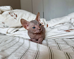 Кошки в Краснодаре: Очаровательные котята сфинкса Разнополые, 15 000 руб. - фото 9