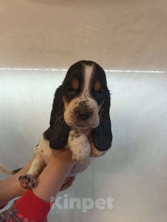 Собаки в Краснодаре: Щенки бассет-хаунд Разнополые, 22 000 руб. - фото 7