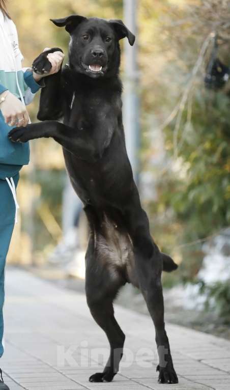 Собаки в Балашихе: Герда девочка 1.3 г Девочка, Бесплатно - фото 6