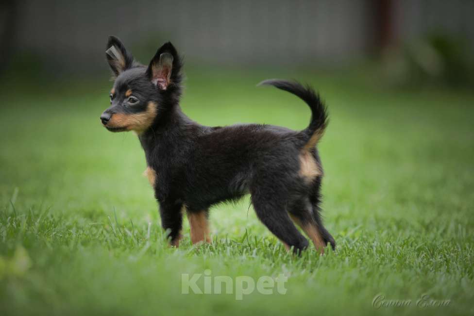 Собаки в Москве: Пражский крысарик мальчик Мальчик, 45 000 руб. - фото 2