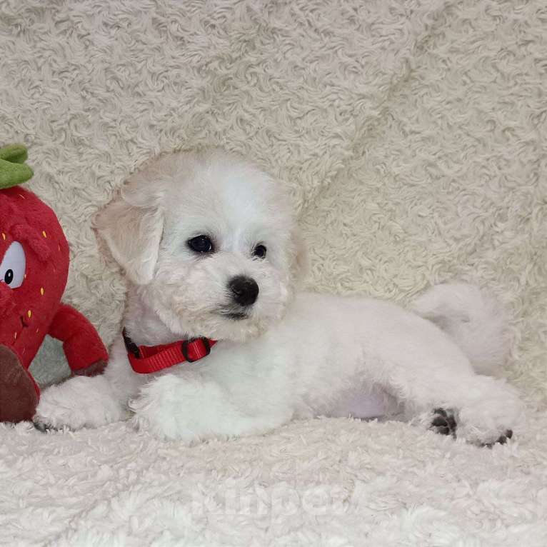 Собаки в Москве: Белоснежная девочка бишон фризе Девочка, 150 000 руб. - фото 4