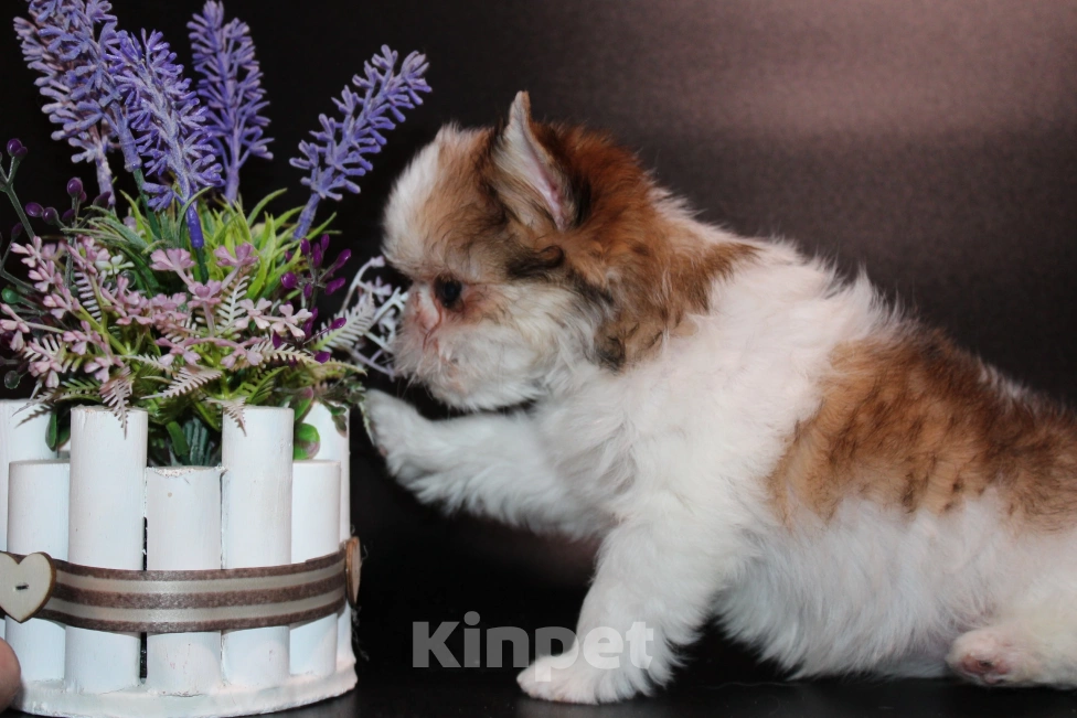 Собаки в Омске: Девочка красотка Девочка, 40 000 руб. - фото 4