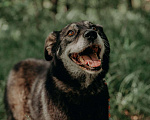 Собаки в Москве: Лея Девочка, Бесплатно - фото 6