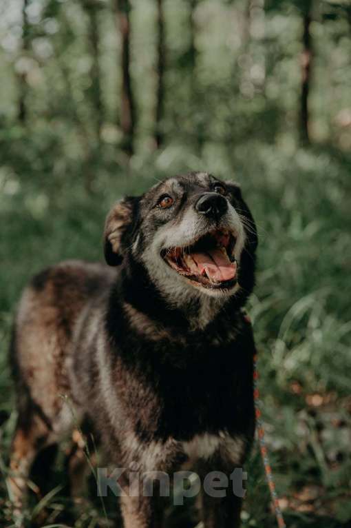 Собаки в Москве: Лея Девочка, Бесплатно - фото 6
