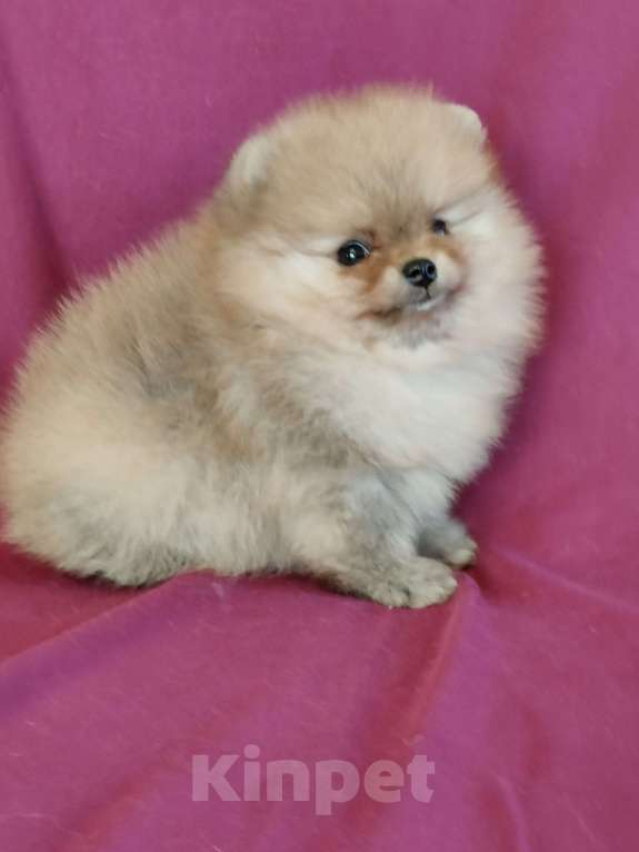 Собаки в Санкт-Петербурге: Шпицуля Мальчик, 35 000 руб. - фото 2